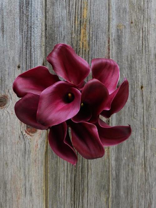 SUMATRA  BURGUNDY MINI CALLA LILIES